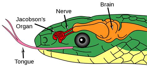 How a Snake Uses the Sense of Smell .